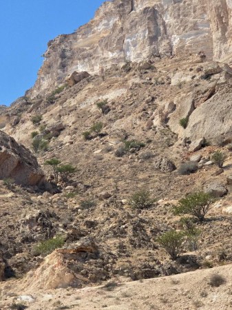 wild omani frankincense - jabal raqbit (7)4